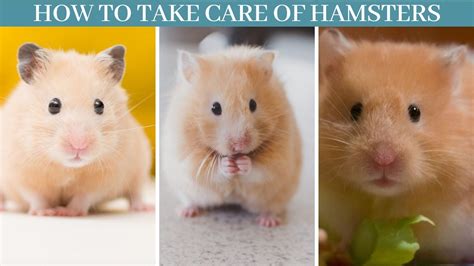 hasmter|How To Take Care of a Hamster: Hamster Care Guide